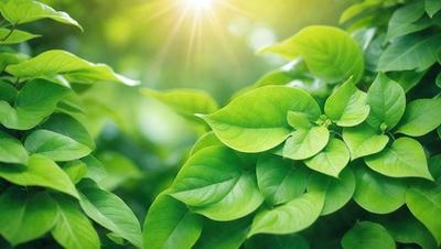 The primary subject of the image is a close-up of a leafy green plant with bright sunlight shining on it. The plant is surrounded by a lush green environment, which adds to the overall atmosphere of the scene. The visual style of the image is a photo, capturing the natural beauty of the plant in its natural habitat. The colors and mood of the image are vibrant and serene, with the bright sunlight creating a warm and inviting atmosphere.