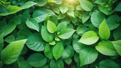 The primary subject of the image is a large green leafy plant with many leaves. The plant is surrounded by a lush green forest, creating a serene and natural atmosphere. The visual style of the image is a photo, capturing the beauty of the plant in its natural environment. The colors and mood of the image are predominantly green, with the leaves and the forest creating a sense of tranquility and harmony with nature.