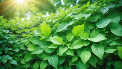 The primary subject of the image is a lush green plant with large leaves, growing on a hillside. The plant is surrounded by a forest of green leaves, creating a vibrant and natural setting. The visual style of the image is a photo, capturing the beauty of the plant and its environment. The colors and mood of the image are predominantly green, conveying a sense of freshness and vitality.