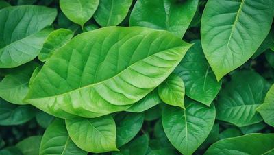 The image features a large green leaf, possibly a plant or a leafy vegetable, with a close-up view of the leaf. The leaf is the primary subject of the image, and it is set against a background of a lush green plant or a leafy vegetable. The visual style of the image is a close-up of the leaf, which gives it a natural and vibrant appearance. The colors and mood of the image are predominantly green, which adds to the natural and fresh atmosphere of the scene.