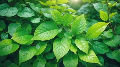 The primary subject of the image is a close-up of a leafy green plant with large leaves. The plant is surrounded by a lush green environment, which adds to the overall atmosphere of the image. The visual style of the image is a photo, capturing the details of the plant and its surroundings. The colors in the image are predominantly green, which creates a calm and serene mood.