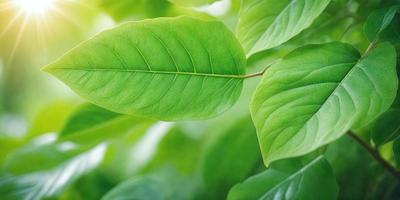 The primary subject of the image is a leaf, which is the main object, scene, or focus of the image. The leaf is green and is situated in a setting with other green leaves. The visual style of the image is a photo, capturing the natural beauty of the leaf. The colors and mood of the image are predominantly green, creating a serene and natural atmosphere.