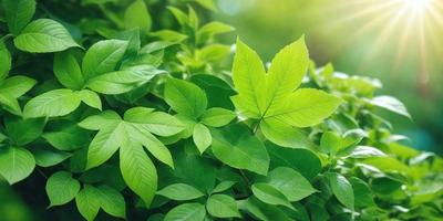 The primary subject of the image is a leaf, which is the main object, scene, or focus of the image. The leaf is surrounded by a lush green environment, which serves as the setting or background. The visual style of the image is a photo, capturing the leaf in its natural surroundings. The colors and mood of the image are predominantly green, creating a serene and natural atmosphere.