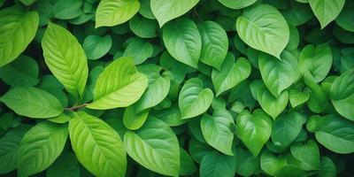 The primary subject of the image is a large green plant with many leaves. The plant is surrounded by a lush green environment, creating a vibrant and healthy atmosphere. The visual style of the image is a close-up of the plant, showcasing its intricate details. The dominant colors in the image are green, which is prevalent in the plant's leaves and the surrounding environment. The overall mood of the image is one of growth, vitality, and natural beauty.