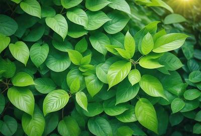 The image features a lush green plant with large leaves, possibly a fern or a tree. The plant is growing in a forest-like environment, surrounded by a variety of green leaves. The visual style of the image is a close-up of the plant, showcasing its intricate details. The colors and mood of the image are predominantly green, creating a serene and natural atmosphere.