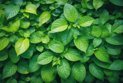 The image features a lush green plant with large leaves, creating a dense and vibrant forest-like setting. The plant is the primary subject, and its leaves are the main focus of the image. The setting is a natural environment, with the plant growing in a field or a forest. The visual style is a close-up of the plant, showcasing its intricate details. The colors and mood of the image are predominantly green, conveying a sense of freshness and vitality.