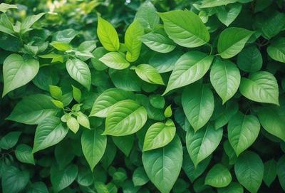 The primary subject of the image is a large green leafy plant with many leaves. The plant is surrounded by a lush green environment, which adds to the overall atmosphere of the image. The visual style of the image is a close-up of the plant, showcasing its intricate details. The colors in the image are predominantly green, which creates a calm and serene mood.