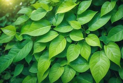 The primary subject of the image is a large green plant with many leaves. The plant is growing in a lush green environment, surrounded by a forest. The visual style of the image is a photo, capturing the natural beauty of the plant. The dominant colors in the image are green, which creates a serene and calming atmosphere.