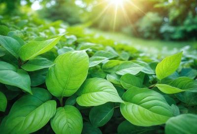 The primary subject of the image is a large green leaf, which is the main focus of the scene. The leaf is situated in a lush green field, surrounded by other green leaves. The visual style of the image is a photo, capturing the natural beauty of the leaf and its environment. The colors in the image are predominantly green, creating a serene and peaceful atmosphere.