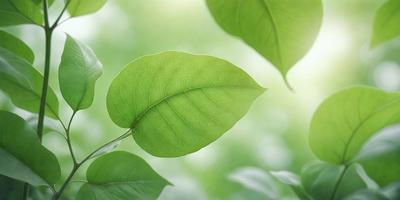 The primary subject of the image is a green leaf, which is the main object, scene, or focus of the image. The leaf is situated in a lush green environment, surrounded by other green leaves. The visual style of the image is a photo, capturing the natural beauty of the leaf and its surroundings. The colors and mood of the image are predominantly green, creating a serene and peaceful atmosphere.