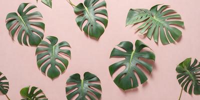 The image features a collection of large green leaves, possibly from a plant or a leafy green vegetable. The leaves are arranged in a visually appealing manner, with some overlapping and others standing alone. The leaves are displayed on a pink surface, which adds a pop of color to the scene. The overall atmosphere of the image is fresh and vibrant, with the green leaves serving as the primary subject.