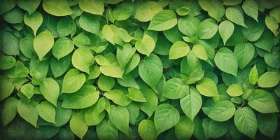 The primary subject of the image is a large green plant with many leaves. The plant is growing on a wall, creating a lush and vibrant scene. The setting is an outdoor environment, with the plant taking up a significant portion of the image. The visual style is a close-up of the plant, showcasing its intricate details. The dominant colors are green, which is the color of the plant, and the overall atmosphere is lively and natural.