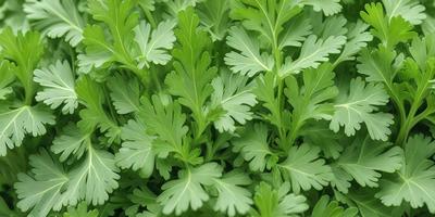 The primary subject of the image is a large group of green leaves, which are the main objects in the scene. The leaves are arranged in a dense, leafy pattern, creating a lush and vibrant visual style. The setting is a green background, which complements the green leaves and adds to the overall atmosphere of the image. The colors and mood of the image are predominantly green, creating a sense of freshness and natural beauty.