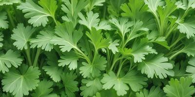 The primary subject of the image is a close-up of green leaves, possibly a parsley plant. The leaves are arranged in a visually appealing manner, with some leaves overlapping each other. The setting is a green background, which complements the vibrant green color of the leaves. The visual style of the image is a close-up, focusing on the details of the leaves. The colors and mood of the image are predominantly green, creating a fresh and natural atmosphere.