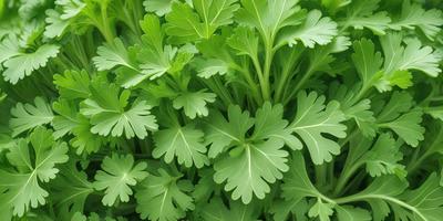 The primary subject of the image is a large group of green leaves, which are the main objects in the scene. The leaves are arranged in a dense, leafy pattern, creating a lush and vibrant visual style. The setting is a green background, which complements the green leaves and adds to the overall atmosphere of the image. The colors and mood of the image are predominantly green, conveying a sense of freshness and vitality.