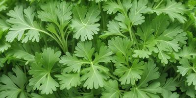The primary subject of the image is a large group of green leaves, which are the main objects in the scene. The leaves are arranged in a dense, overlapping pattern, creating a visually appealing and lush appearance. The setting is a grassy field, which serves as the backdrop for the leaves. The visual style of the image is a close-up of the leaves, emphasizing their texture and detail. The dominant colors in the image are green, which is the color of the leaves, and the overall atmosphere is fresh