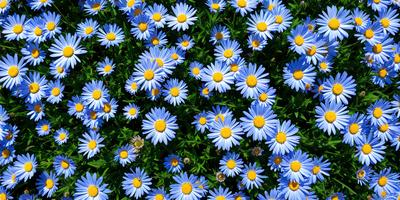 The primary subject of the image is a field of blue flowers, with yellow centers. The setting is a grassy area, and the visual style is a close-up of the flowers. The dominant colors are blue and yellow, creating a serene and calming atmosphere.