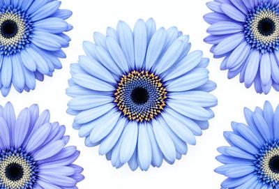 The primary subject of the image is a large, blue flower with a yellow center. The flower is the focal point of the scene, and it is set against a white background. The visual style of the image is a close-up of the flower, showcasing its details and colors. The dominant colors in the image are blue and yellow, creating a vibrant and lively atmosphere.