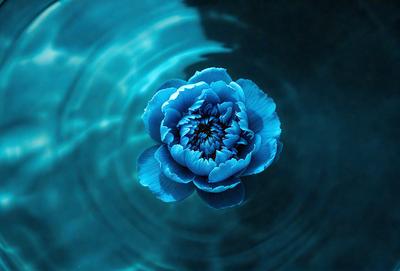 The primary subject of the image is a blue flower floating on top of a body of water. The setting is a large body of water, possibly a lake or a pond, with a clear blue color. The visual style of the image is a close-up of the flower, showcasing its details and beauty. The colors and mood of the image are predominantly blue, creating a serene and calming atmosphere.