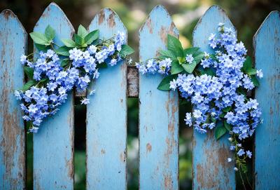 The primary subject of the image is a wooden fence with blue flowers hanging from it. The setting is outdoors, with the fence being the main object in the scene. The visual style is a photo, capturing the beauty of the flowers and the fence. The colors and mood of the image are predominantly blue, creating a serene and calming atmosphere.