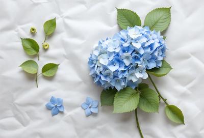 The primary subject of the image is a blue and white flower, which is the main focus of the scene. The flower is placed on a white surface, which serves as the background. The visual style of the image is a close-up of the flower, showcasing its details. The dominant colors in the image are blue and white, creating a calm and serene atmosphere.