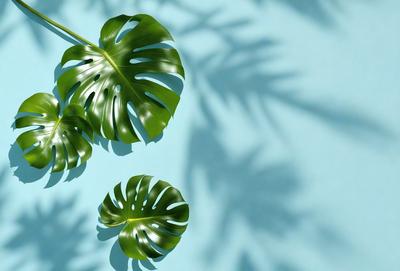 The primary subject of the image is a large green leaf, which is prominently displayed in the foreground. The leaf is placed on a blue wall, creating a striking contrast between the green and blue colors. The visual style of the image is a photo, capturing the natural beauty of the leaf. The colors and mood of the image are vibrant and lively, with the green leaf being the focal point of the scene.
