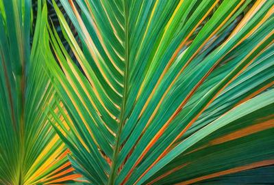 The primary subject of the image is a large green and yellow palm leaf. The leaf is prominently displayed in the foreground, with its vibrant colors and intricate patterns creating a visually striking scene. The setting appears to be a natural environment, possibly a tropical or subtropical region, where palm trees are commonly found. The visual style of the image is a close-up of the palm leaf, emphasizing its unique texture and details. The overall atmosphere of the image is lively and inviting, with