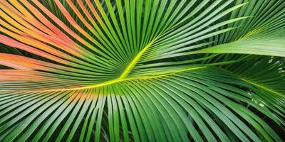 The image features a close-up of a large green palm leaf. The leaf is prominently displayed, occupying the majority of the frame. The leaf's vibrant green color and the palm tree's distinctive shape create a lush and tropical atmosphere. The image appears to be a natural photograph, capturing the beauty of the palm leaf in its natural environment.