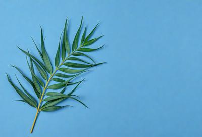 The primary subject of the image is a leafy plant, possibly a palm tree, with a blue background. The plant is prominently displayed in the foreground, and its leaves are green and visible. The visual style of the image is a close-up of the plant, showcasing its details and texture. The colors and mood of the image are predominantly blue, creating a calm and serene atmosphere.