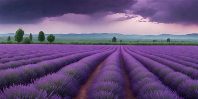 The primary subject of the image is a field of lavender flowers. The setting is a mountainous area with a purple sky in the background. The visual style is a photo of the lavender field, capturing the beauty of the flowers and the surrounding landscape. The colors and mood of the image are predominantly purple, creating a serene and peaceful atmosphere.