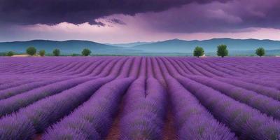 The primary subject of the image is a large field of purple flowers, which are likely lavender. The setting is a mountainous area, with a cloudy sky in the background. The visual style appears to be a photo, capturing the beauty of the flowers and the natural landscape. The dominant colors are purple and blue, creating a serene and peaceful atmosphere.