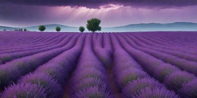 The primary subject of the image is a field of purple flowers, which are the main objects in the scene. The setting is a hillside with a purple flower field, and the visual style is a photo. The dominant colors in the image are purple and green, creating a serene and peaceful atmosphere.