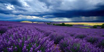The primary subject of the image is a field of purple flowers, which are the main objects in the scene. The setting is a large, open field with a cloudy sky in the background. The visual style of the image is a photo, capturing the beauty of the purple flowers in their natural environment. The colors and mood of the image are predominantly purple, creating a serene and peaceful atmosphere.