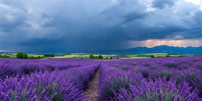 The primary subject of the image is a field of purple flowers, specifically lavender. The setting is a mountainous area with a cloudy sky overhead. The visual style of the image is a photo, capturing the beauty of the lavender field. The dominant colors in the image are purple and blue, creating a serene and peaceful atmosphere.