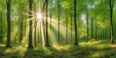 The primary subject of the image is a sun shining through the trees, creating a beautiful and serene atmosphere. The setting is a lush green forest filled with trees, providing a natural and peaceful backdrop. The visual style of the image is a photo, capturing the sunlight and the trees in their natural environment. The colors and mood of the image are predominantly green, with the sunlight creating a warm and inviting ambiance.