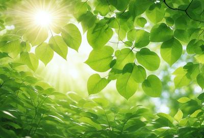 The primary subject of the image is a leafy green tree with sunlight shining through its branches. The tree is surrounded by a lush green forest, creating a serene and natural atmosphere. The visual style of the image is a photo, capturing the beauty of the tree and its surroundings. The colors and mood of the image are predominantly green, with the sunlight adding a warm and inviting touch to the scene.
