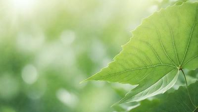 The primary subject of the image is a leaf, which is the main object, scene, or focus of the image. The leaf is green and is placed in a setting with a grassy background. The visual style of the image is a photo, capturing the natural beauty of the leaf. The colors and mood of the image are predominantly green, creating a serene and natural atmosphere.