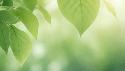 The primary subject of the image is a leaf, which is the main object, scene, or focus of the image. The leaf is green and is situated in a setting with a background of a green leafy plant. The visual style of the image is a photo, capturing the natural beauty of the leaf. The colors and mood of the image are predominantly green, creating a serene and natural atmosphere.