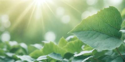 The primary subject of the image is a leaf, which is the main object, scene, or focus of the image. The leaf is green and is placed in a setting with a background of green plants. The visual style of the image is a photo, capturing the natural beauty of the leaf and its surroundings. The colors and mood of the image are predominantly green, creating a serene and natural atmosphere.
