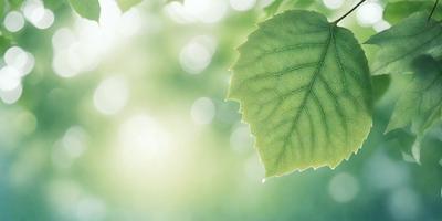 The primary subject of the image is a leaf, which is the main object, scene, or focus of the image. The leaf is green and is placed in a setting with a background of a bright green field. The visual style of the image is a photo, capturing the leaf in its natural environment. The colors and mood of the image are vibrant and lively, with the green leaf being the central point of interest.