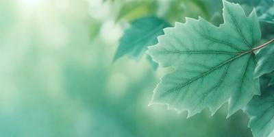 The primary subject of the image is a leaf, which is the main object, scene, or focus of the image. The leaf is green and appears to be a part of a tree. The setting or background of the image is a green, leafy environment, which suggests that the leaf is in a natural outdoor setting. The visual style of the image is a close-up of the leaf, which highlights its details and texture. The colors and mood of the image are predominantly green, which gives the image a calm and