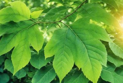 The primary subject of the image is a large green leaf, which is the main focus of the scene. The leaf is situated in a lush green environment, surrounded by other leaves and branches. The visual style of the image is a close-up of the leaf, showcasing its intricate details. The colors and mood of the image are predominantly green, creating a serene and natural atmosphere.