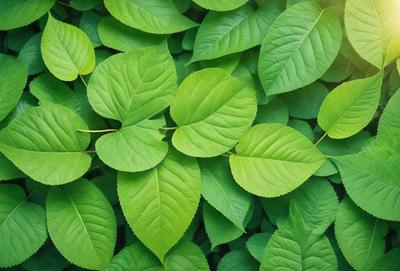 The primary subject of the image is a close-up of a leafy plant with green leaves. The setting is a lush green environment, possibly a forest or a garden. The visual style is a photo of the leafy plant, capturing the details and textures of the leaves. The colors and mood of the image are predominantly green, creating a sense of freshness and natural beauty.