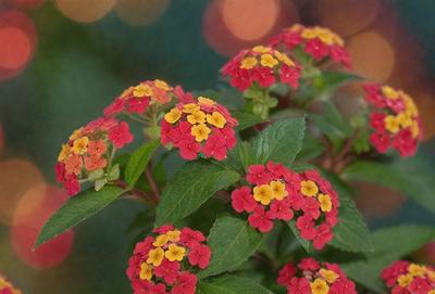 The primary subject of the image is a close-up of a red flower with yellow petals. The flower is surrounded by green leaves, creating a vibrant and colorful scene. The setting appears to be an outdoor environment, with the flower possibly growing in a garden or a natural setting. The visual style of the image is a close-up, which emphasizes the details of the flower and its petals. The dominant colors in the image are red and yellow, creating a warm and lively atmosphere.