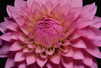 The primary subject of the image is a large, pink flower with a yellow center. The flower is the main focus of the image, and it is set against a pink background. The visual style of the image is a close-up of the flower, showcasing its details and beauty. The dominant colors in the image are pink and yellow, creating a warm and vibrant atmosphere.