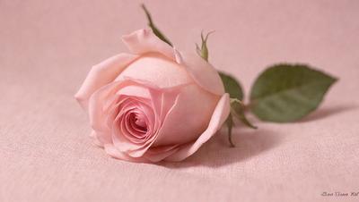 The primary subject of the image is a single pink rose. The rose is placed on a pink surface, which could be a table or a piece of fabric. The visual style of the image is a close-up of the rose, showcasing its delicate petals and details. The colors in the image are predominantly pink, creating a soft and romantic atmosphere.