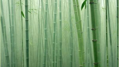 The primary subject of the image is a forest filled with tall, slender bamboo trees. The setting is a lush, green environment with a dense forest atmosphere. The visual style is a photo of the bamboo forest, capturing the natural beauty of the scene. The colors and mood of the image are predominantly green, with a serene and peaceful ambiance.