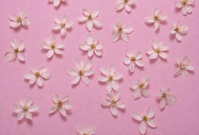 The primary subject of the image is a close-up of a pink background with a pattern of white flowers. The flowers are scattered across the background, creating a visually appealing and harmonious design. The setting appears to be a pink wall, which adds to the overall mood and aesthetic of the image. The visual style of the image is a combination of photo and digital art, as it captures the beauty of the flowers and the pink wall in a visually pleasing manner. The colors and m
