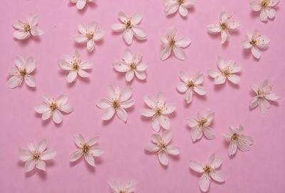 The primary subject of the image is a close-up of a pink background with a pattern of white flowers. The flowers are scattered across the background, creating a visually appealing and harmonious design. The setting appears to be a pink wall, which adds to the overall mood and aesthetic of the image. The visual style of the image is a combination of photo and digital art, as it captures the beauty of the flowers and the pink wall in a visually pleasing manner. The colors and m