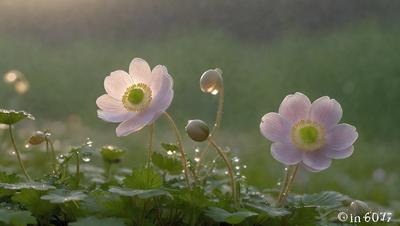 The primary subject of the image is a field of flowers, with two prominent white flowers standing out in the foreground. The setting is a grassy field, and the visual style appears to be a photo. The colors and mood of the image are predominantly green, with the flowers adding a touch of white and purple. The overall atmosphere is serene and natural, showcasing the beauty of the flowers in their natural habitat.